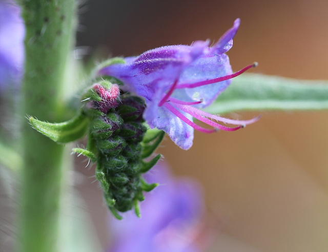 Echium vulgare