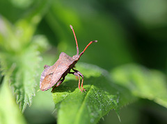 Coreus marginatus