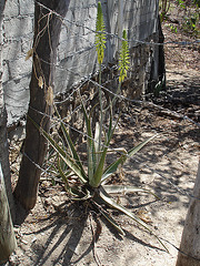 Puerto Angel, Oaxaca. Mexique / 24 janvier 2011.