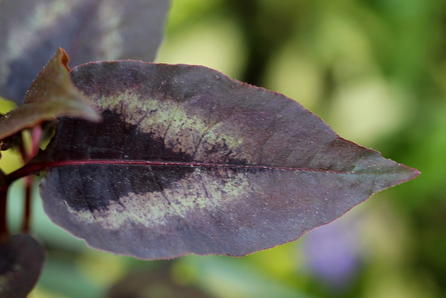 Persicaria microcephala "red dragon"