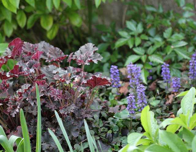 Heuchère et Ajuga reptans dans un coin d'ombre