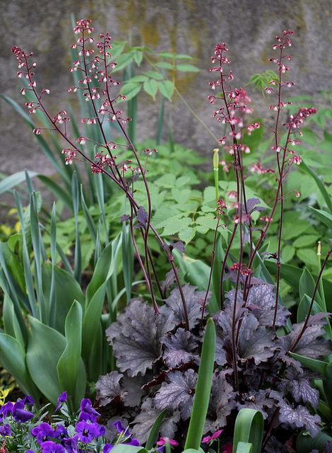 Heuchère en fleur