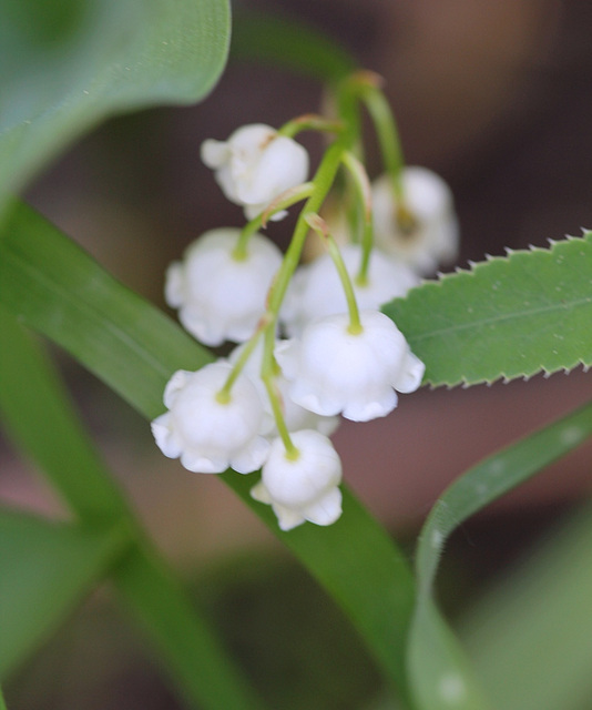 Muguet