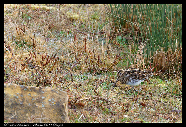 Bécassine des marais DSC05112