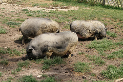 Les animaux de Guédelon - 2011