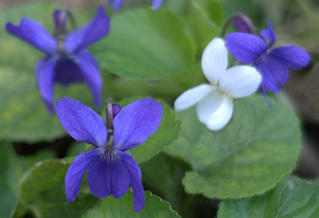 violettes