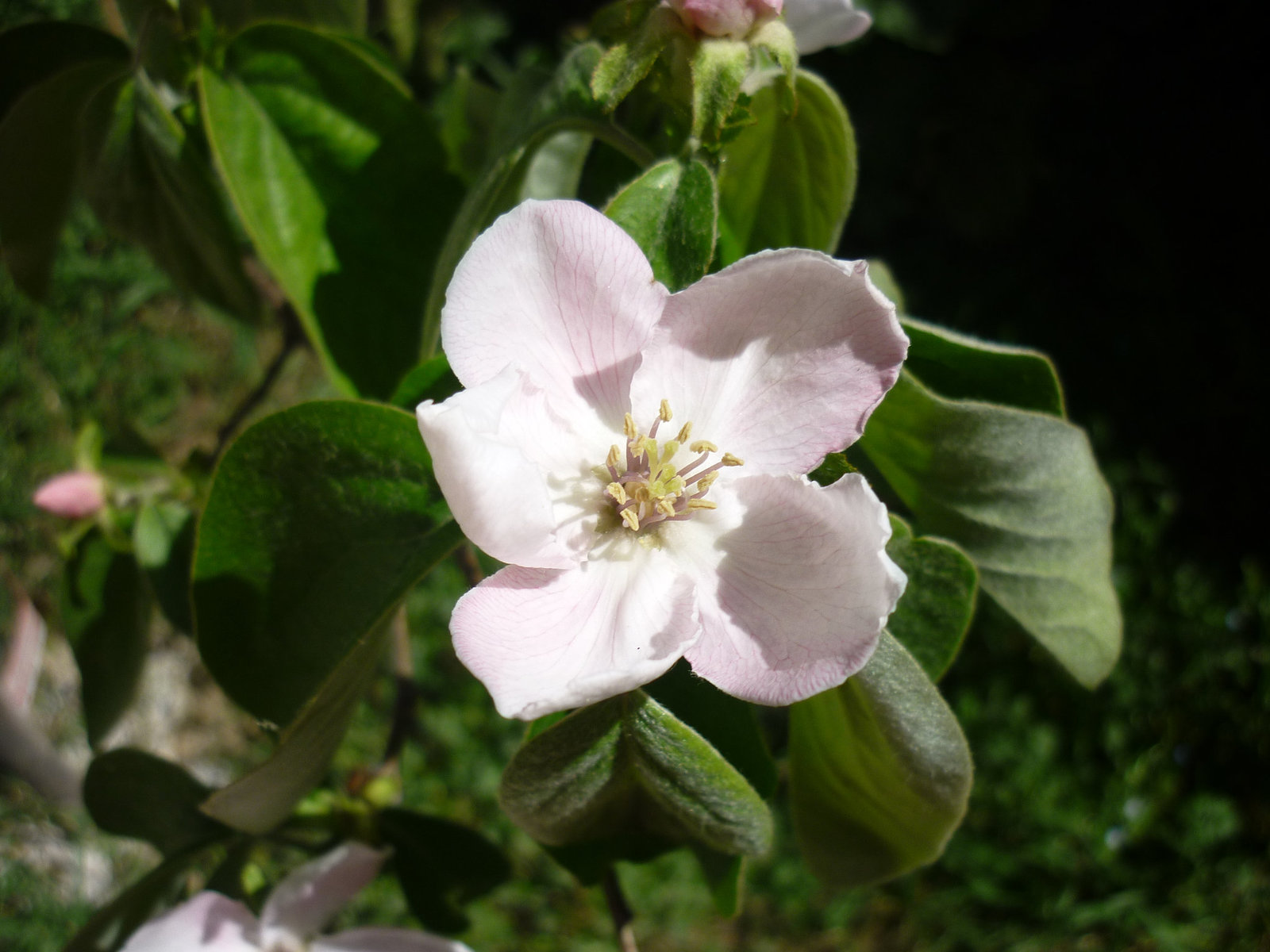 Fleurs de cognassier