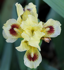 Iris 'Ritz'