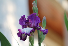 Iris Footlose (2)