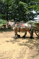 Les animaux de Guédelon - 2011