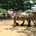 Les animaux de Guédelon - 2011