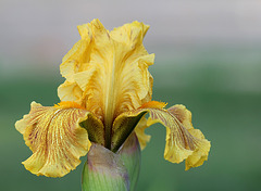 Iris Rio de oro
