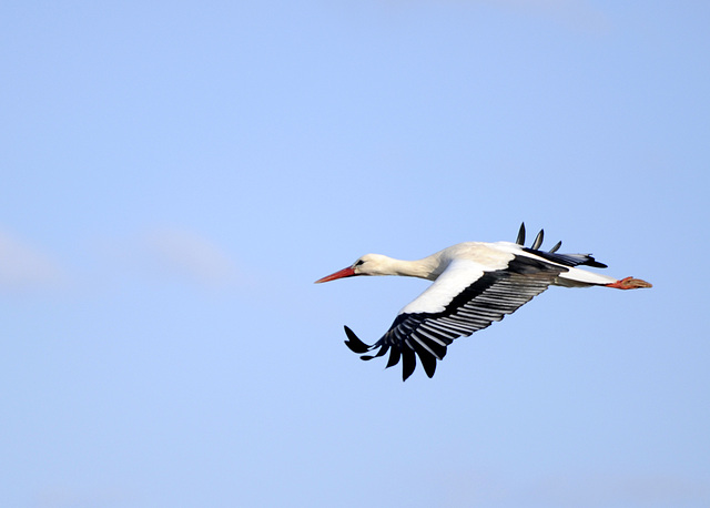 Reinheimer Storch im Gleitflug