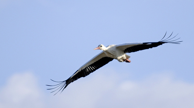 Reinheimer Storch im Gleitflug