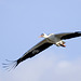 Reinheimer Storch im Gleitflug