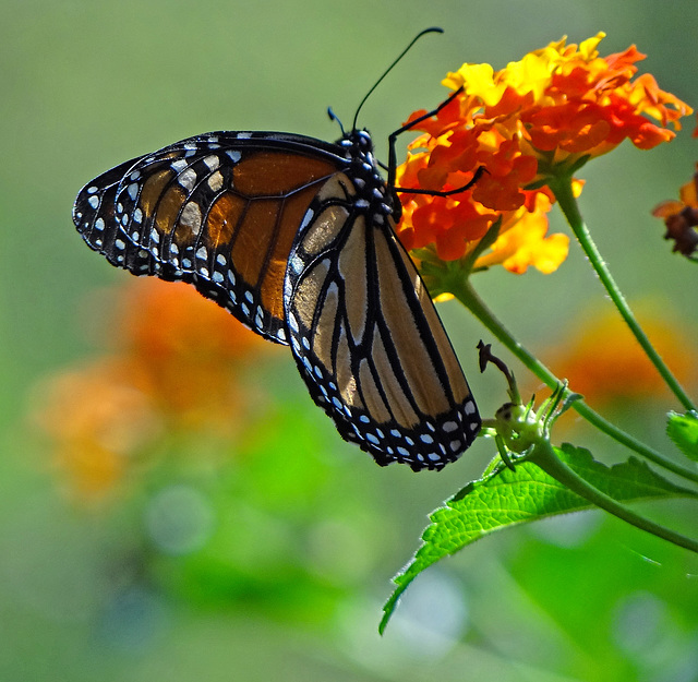 A " Stained Glass Angel " Monarch (Danaus plexippus)(f)