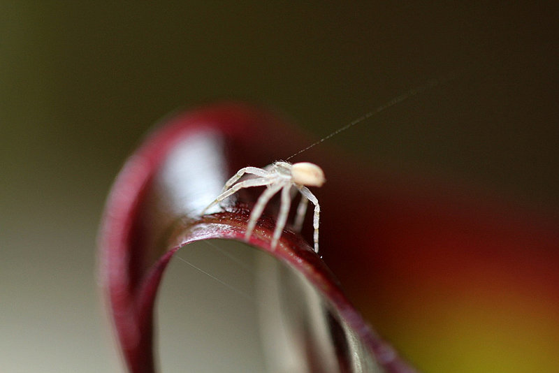 Philodromus sp- très fier sur un bananier
