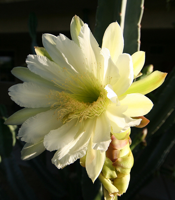 Cereus Bloom (0197)