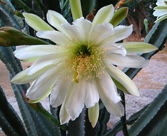 Cereus Bloom (1768)