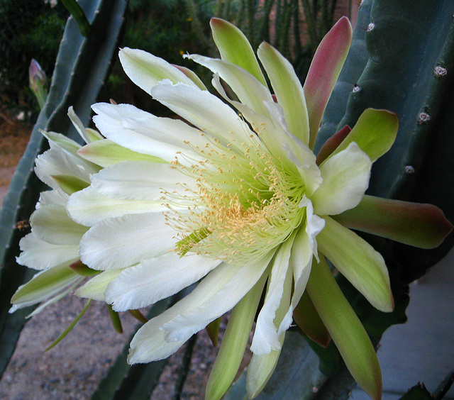 Cereus Bloom (1769)