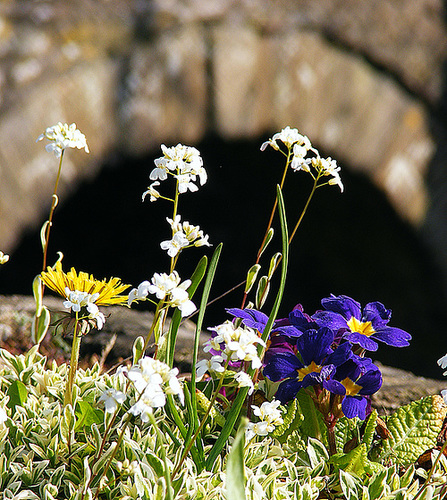 Flowers and a bridge