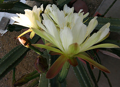 Cereus Blooms (0201)