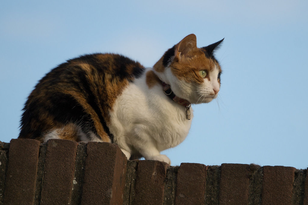 Katze DSC06656