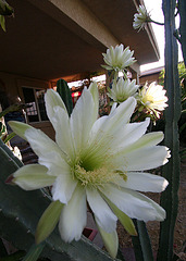 Cereus Blooms (0204)