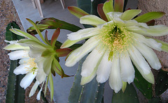 Cereus Blooms (1770)