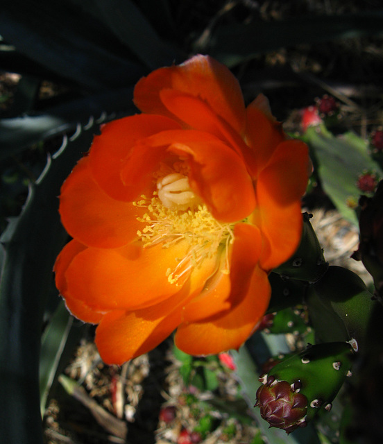 Cactus Flower (1780)