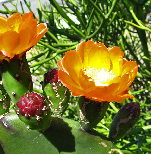 Cactus Flower (1781)