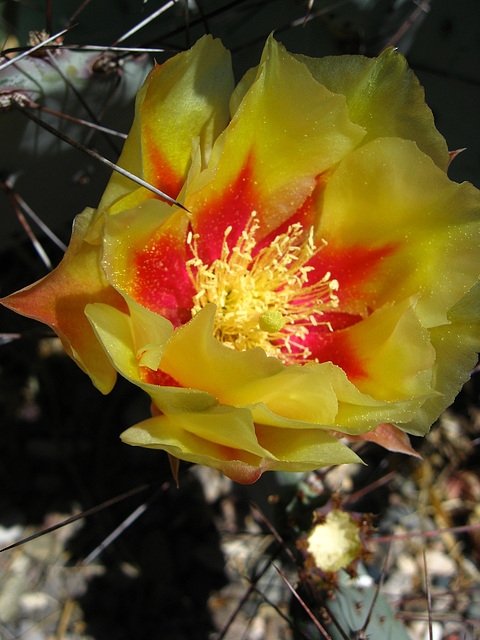 Cactus Flower (1783)