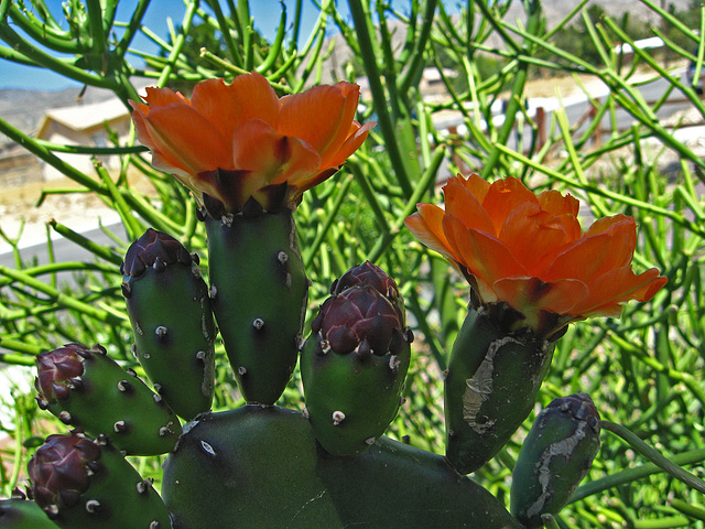 Cactus Flowers (1782)