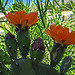 Cactus Flowers (1782)