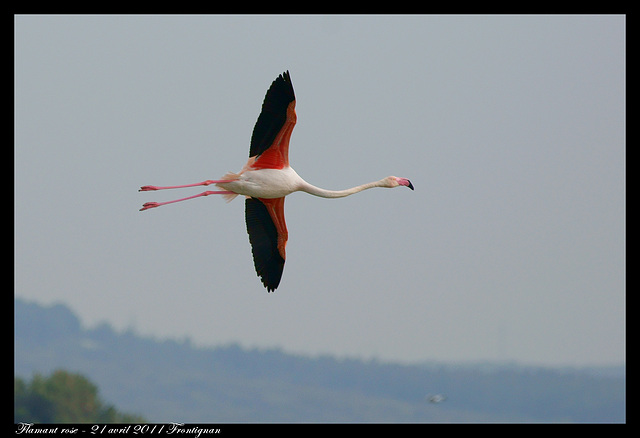 Flamant rose DSC08250