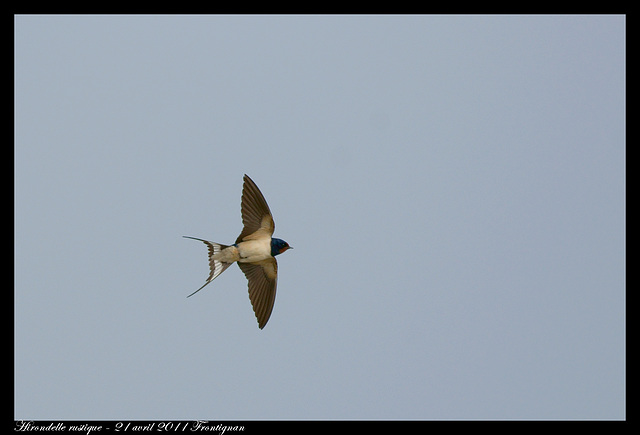 Hirondelle rustique DSC08258