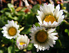 Tiny daisies