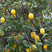 20110227 9875RAfw dorf Zitronenbaum
