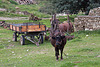 20110227 9869RAw [TR] Rind, Dorf-Landwirtschaft, Türkei