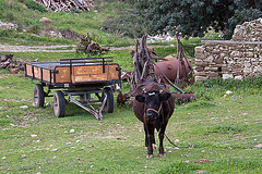 20110227 9869RAw [TR] Rind, Dorf-Landwirtschaft, Türkei