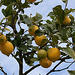 20110227 9868RAfw Dorf Zitronenbaum