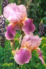 iris giant rose