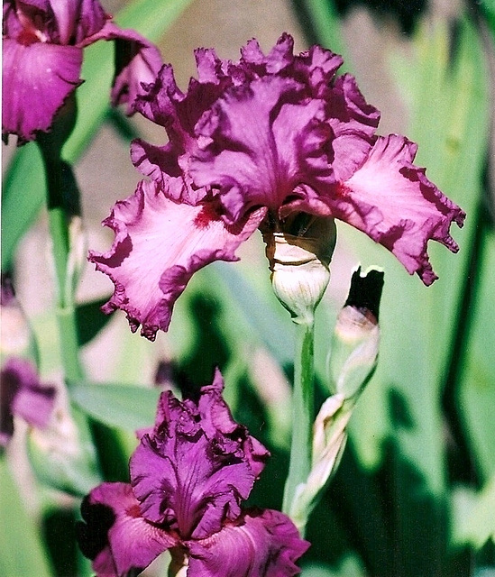 Ambroisie