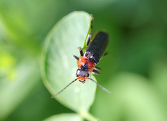 Cantharis