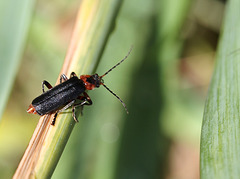 Cantharis 2