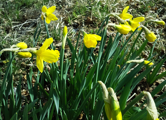 Osterglocken