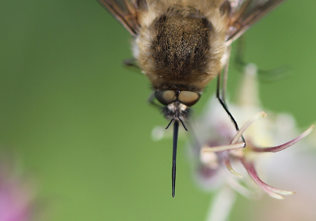 Bombylius major 2