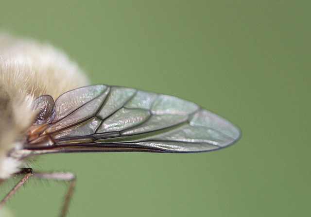 Bombylius major- aile