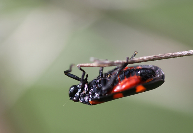 Cercopis vulnerata (2)