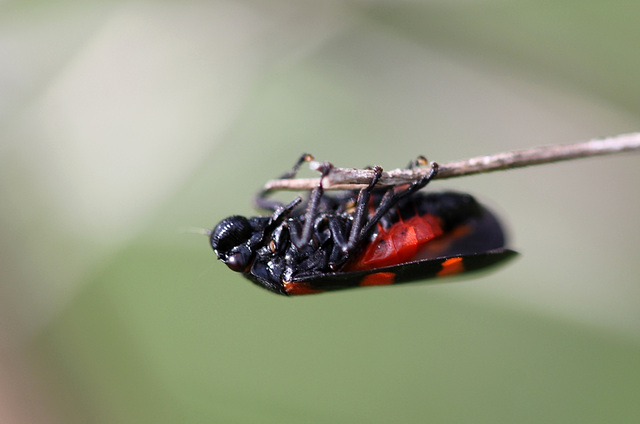 Cercopis vulnerata